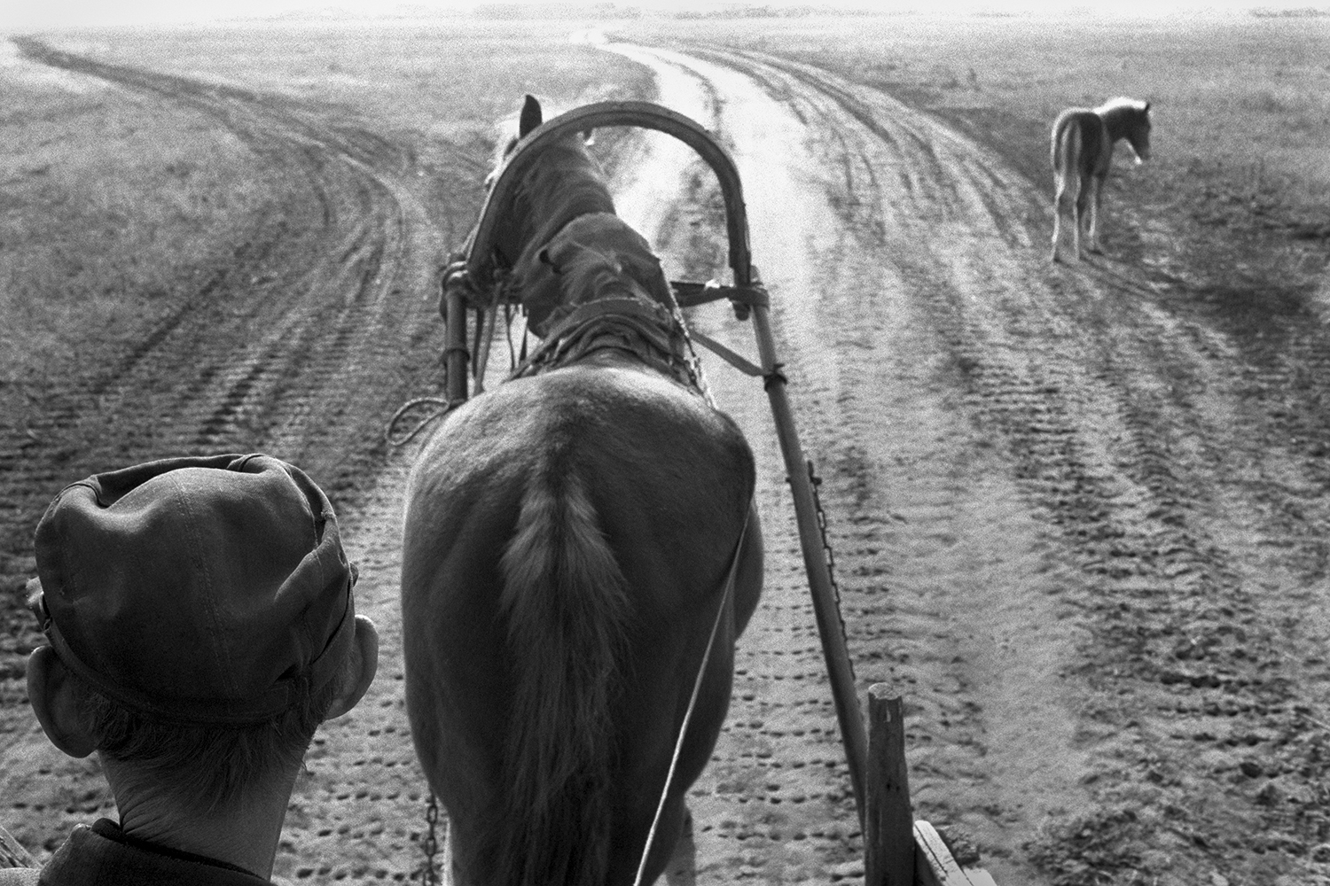 farm of Senshin, village of Oblivskaya district, Rostov region, Russia, 2010