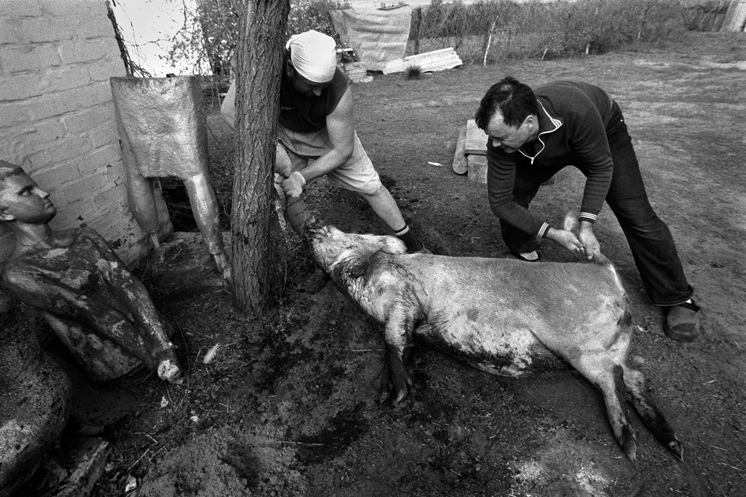 farm of Senshin, village of Oblivskaya district, Rostov region, Russia, 2011